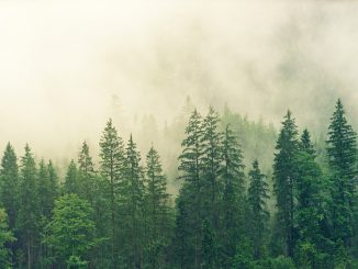 foresta