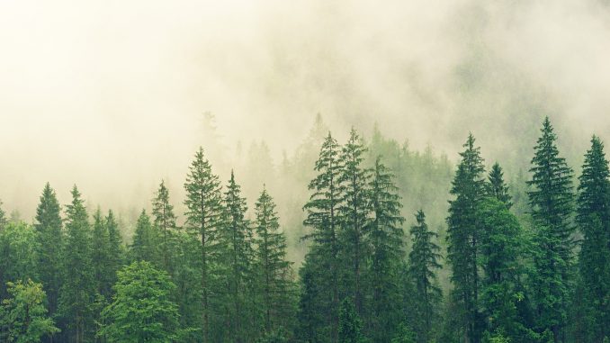 foresta foresta